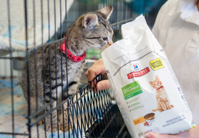 petsmart diet cat food