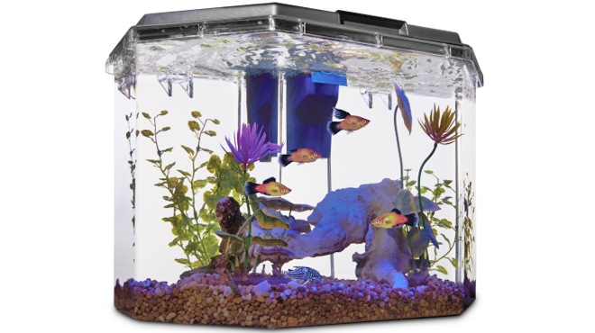 petco hexagon aquarium