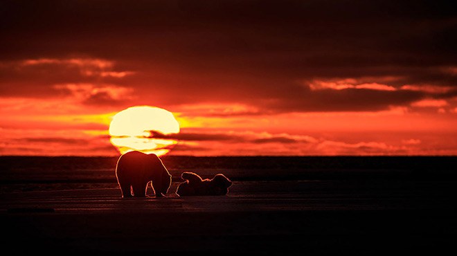 Bears Playing on a Sunset Setting