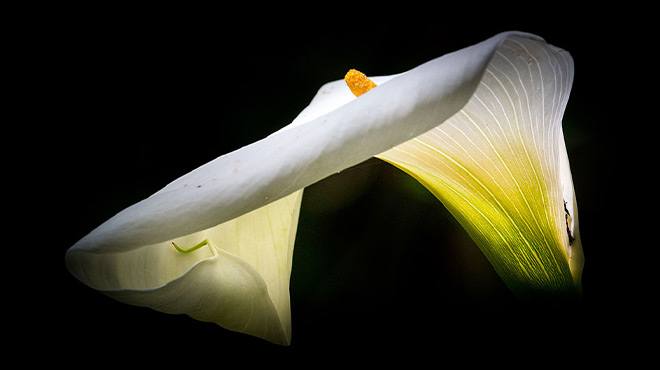 Close up of a Flower