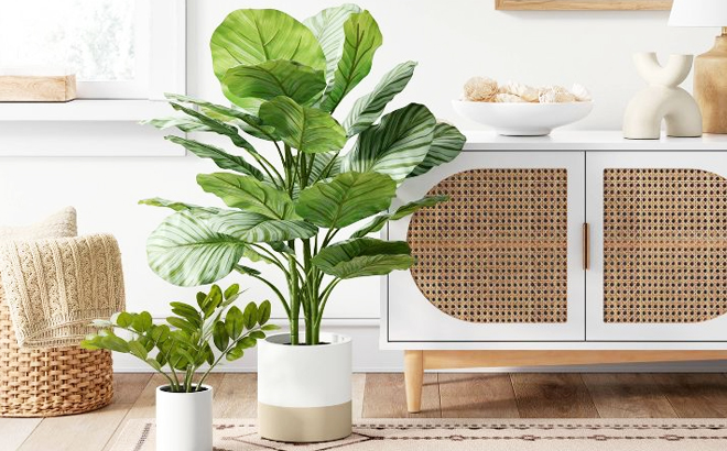 Large Verigated Plant $30 (Reg $60)