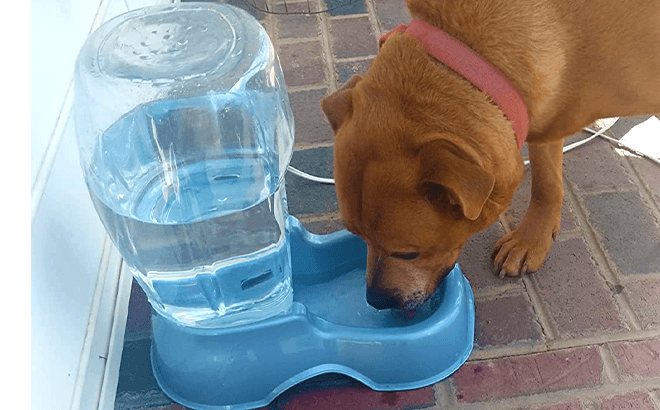 Petmate Cat and Dog Water Dispenser $13