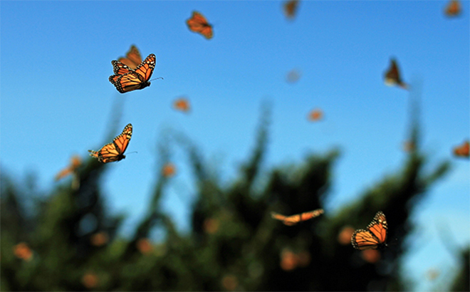 Butterflies flying