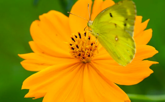 Butterfly on a Flower