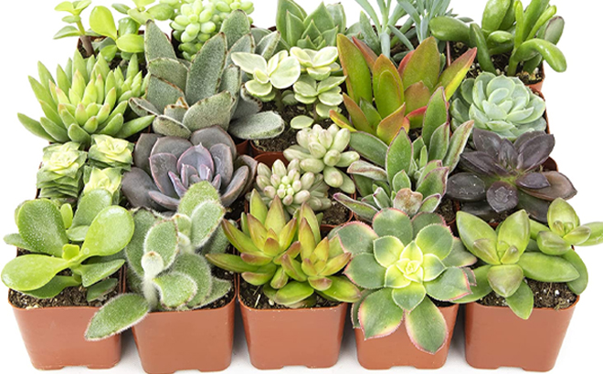 Live Succulent Assorted Plants 20 Pack