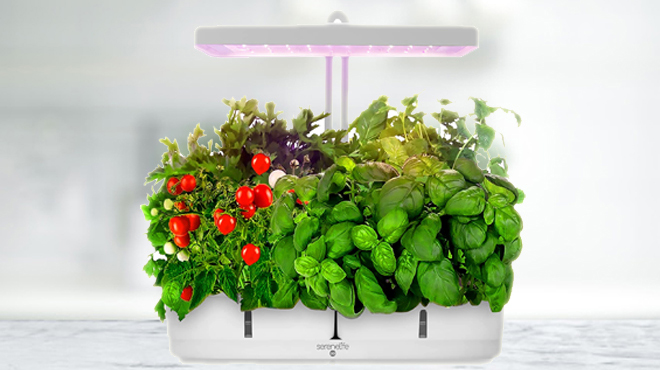 Serenelife Hydroponic 8 Pod Indoor Growing System on the Kitchen Counter