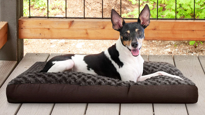 Edna Pet Bed Pillow