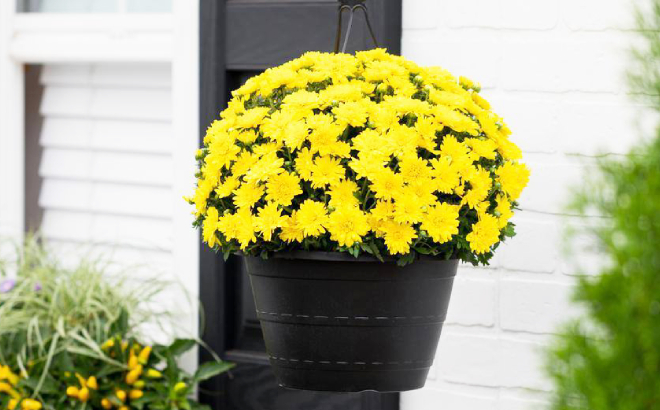 10 Classic Mum Hanging Basket