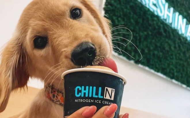 A Dog Enjoying a Chill N Pup Cup