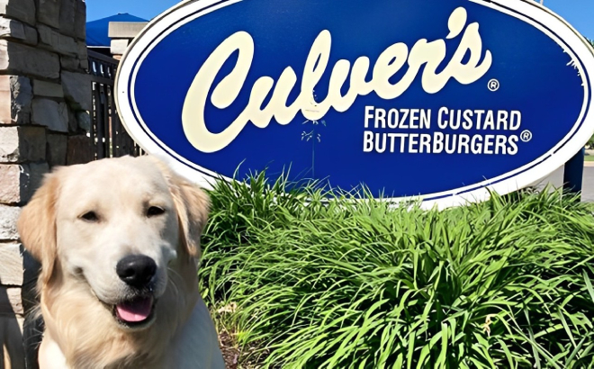 A Dog at Culvers