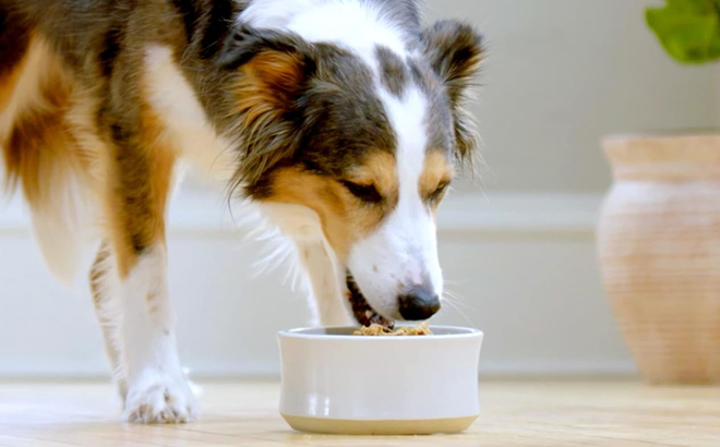 A Dog eating Purina Dog Food from a Bowl 