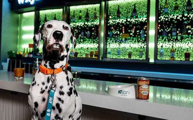 A Dog with a Busch Dog Brew at Aloft Hotel for the National Dog Day Deal