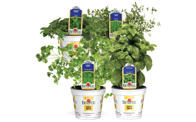 Burpee Herb Planters