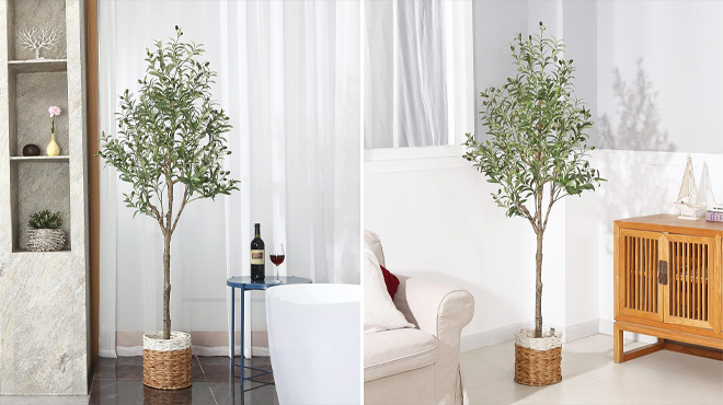 Dr Planzen Artificial Olive Tree in Two Different Pictures