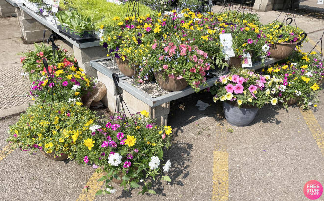 Hanging Basket Plants Overview