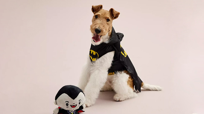 a Dog Wearing a DC Comics Batman Hooded Dog Costume