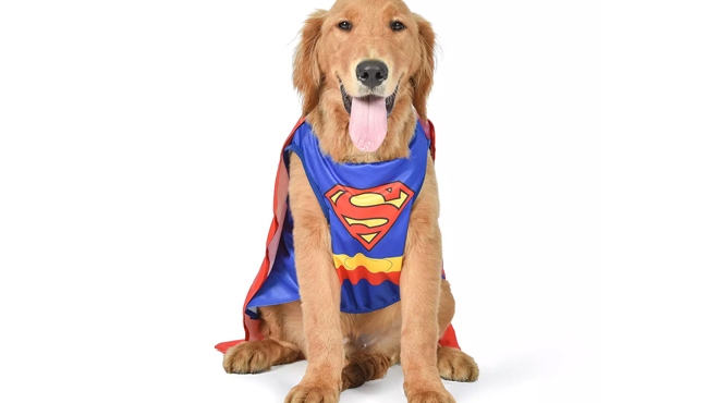 a Dog Wearing a DC Comics Superman Dog Costume