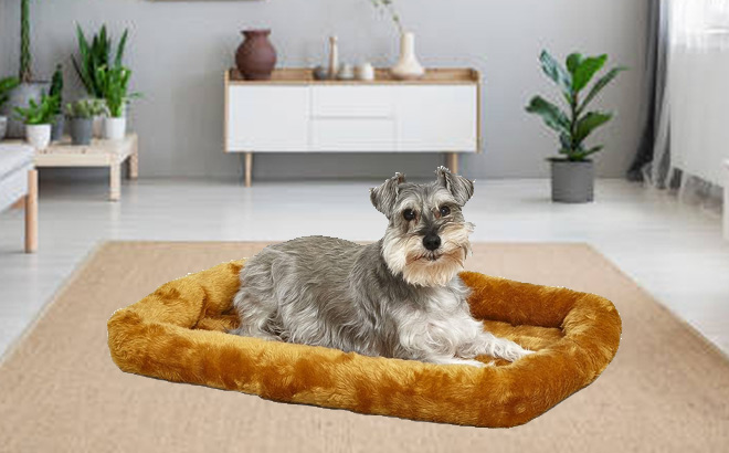 Bolster Cinnamon Dog Bed 18L Inch in Living Room