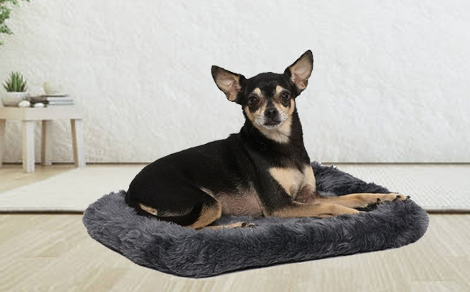 Bolster Gray Dog Bed 18L Inch in Living Room