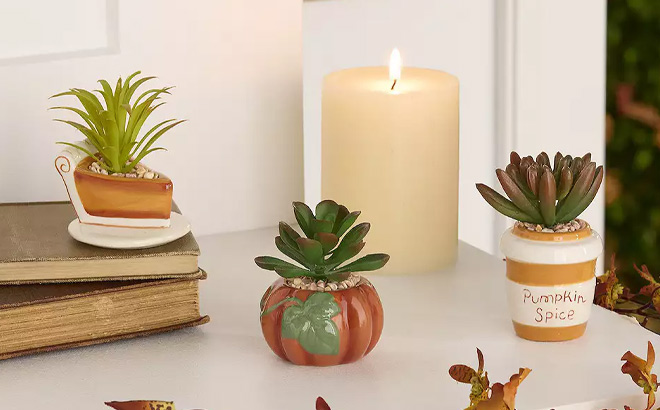 Celebrate Together Fall Succulent Pot Trio Home Decor on the Table