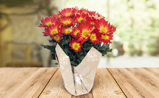 Potted Pelee Mum Plant in Kraft Wrap on the table