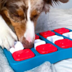 a Dog Playing with Outward Hound Dog Puzzle Toy