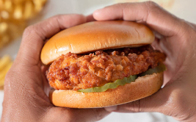 A Person Holding a Chick fil A Chicken Sandwich