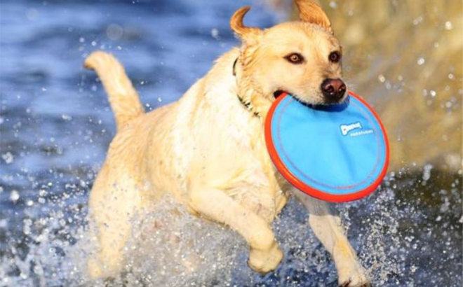 ChuckIt Paraflight Flying Disc Dog Toy Large in the Color Orange And Blue