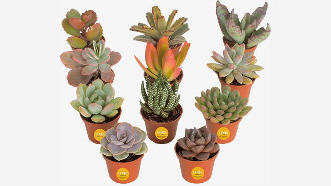 Costa Farms Live Mini Succulent Plants 11 Pack