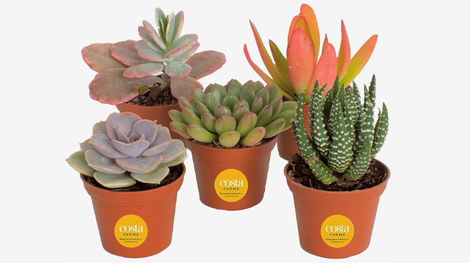 Costa Farms Live Mini Succulent Plants 5 Pack