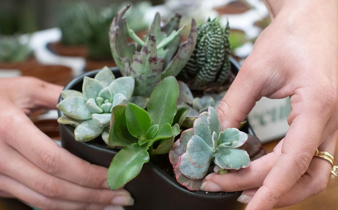 Costa Farms Live Mini Succulent Plants