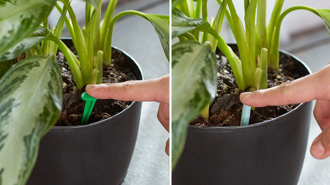 Person Putting Miracle Gro Indoor Plant Food Spikes in a Plant Pot