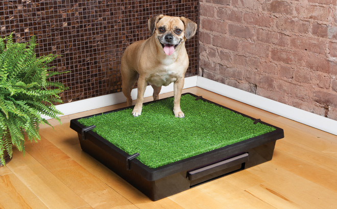 A Dog Standing Next to the PetSafe Pet Loo Portable Dog Potty