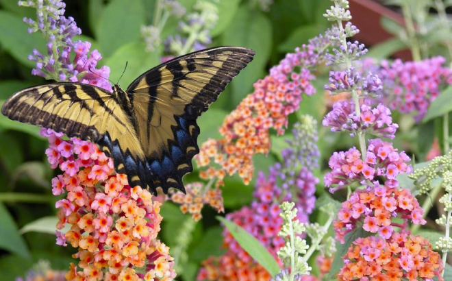 Butterfly on a Rainbow Butterfly Bush a