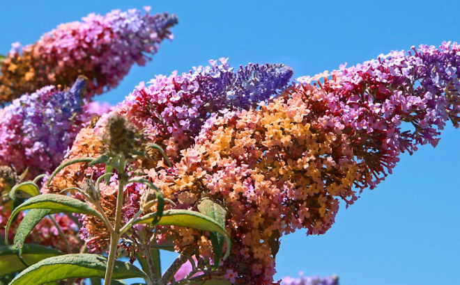 Rainbow Butterfly Bush