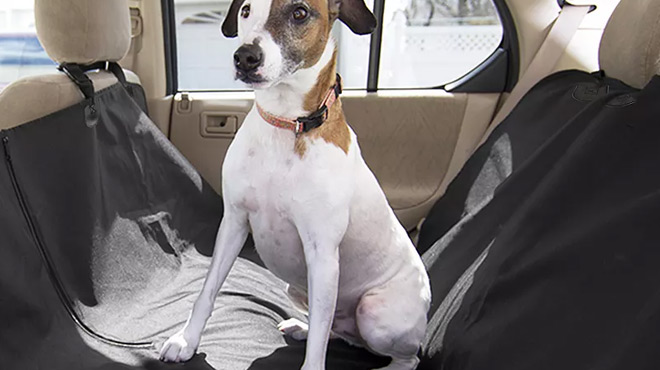 A Dog Seated on a Car Backseat covered with Black Woof Hammock Seat Cover