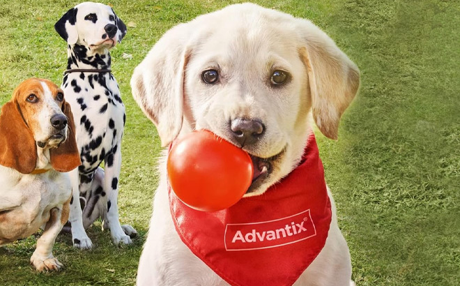 K9 Advantix II Large Dog Vet Recommended Flea Tick and Mosquito Treatment and Prevention