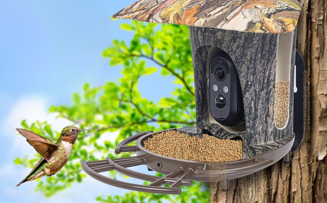 Bird Feeder