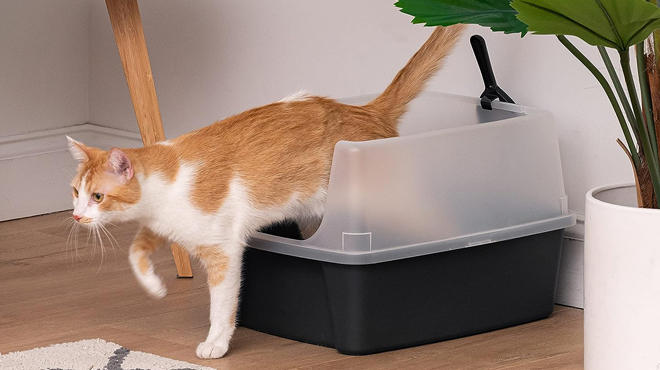 A Cat using Large Cat Litter Box