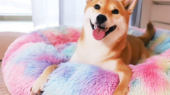 A Dog Sitting on Calming Donut Bed