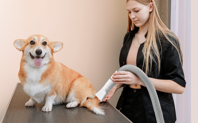 A Person Holding Dog Grooming Vacuum