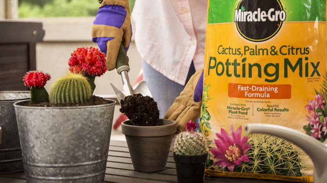 A Person Mixing Soil with a Miracle Gro Cactus Palm Citrus Soil Potting Mix