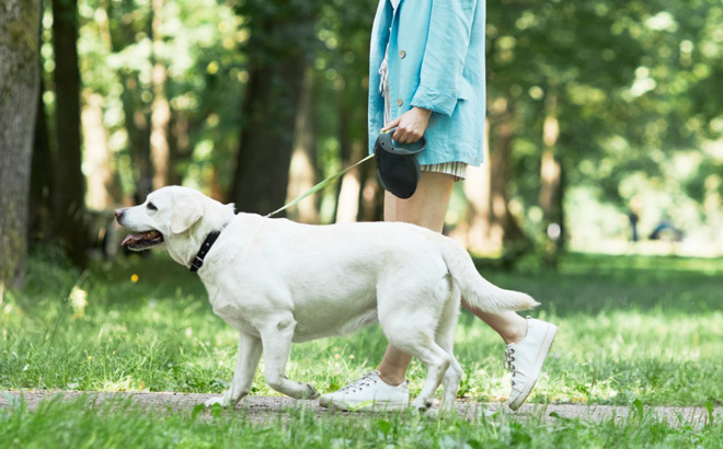 A Person Walking a Dog