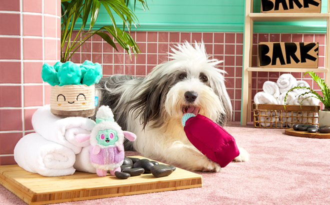 A Dog Playing With the Barkbox Play SpaDay Theme Toys