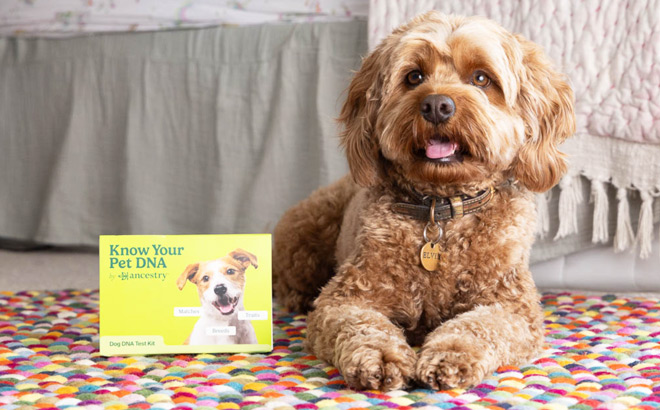 Dog Next to an Ancestry Know Your Pet DNA Kit on a Carpet