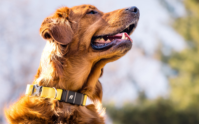 Dog Wearing a Fi Collar