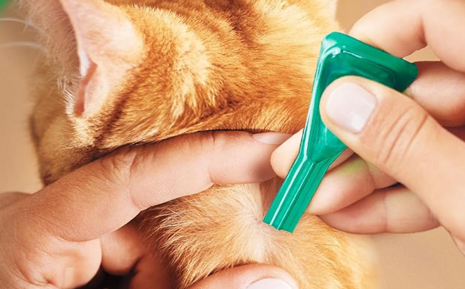 FRONTLINE Plus Flea and Tick Treatment for Cats Over