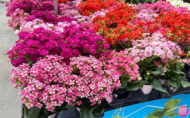 Flowers Overview at Lowes