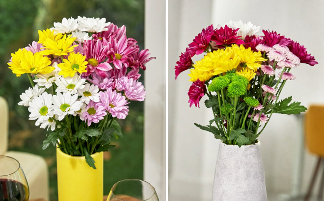 Fresh Cut Assorted Daisy Poms Flower Bunch and Small Rainbow Poms Flower Bunch