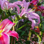 Giant Stargazer Lily Flowers